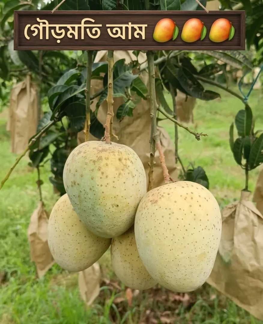 Premium Mango 4